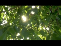 Sonde Chirurgisches Instrument